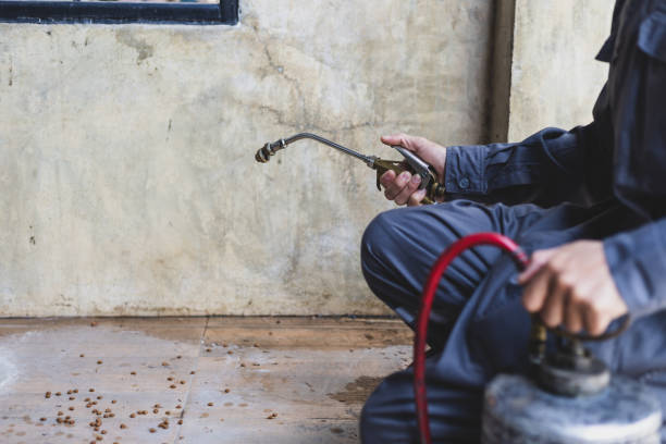 Best Rat Extermination Near Me  in Kings Mountain, NC